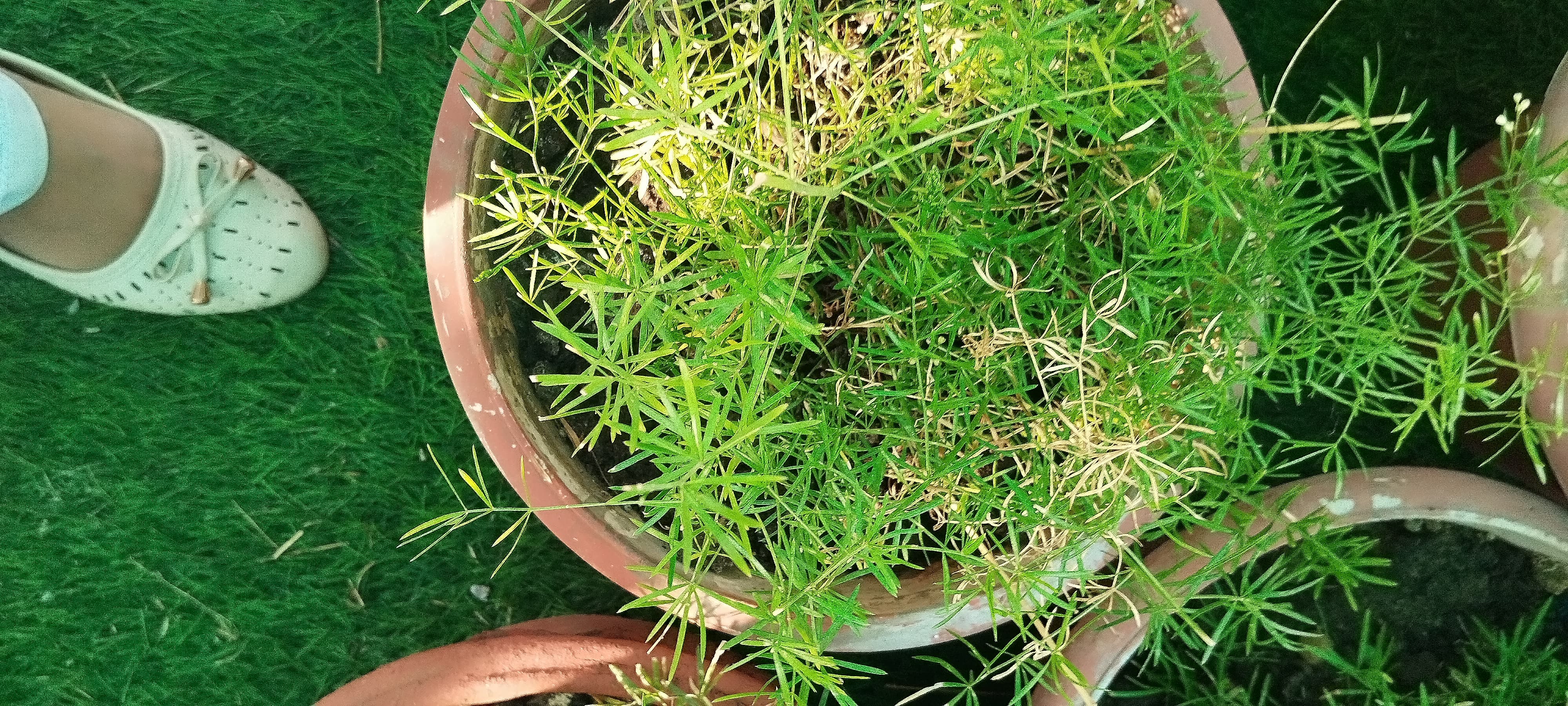 Asparagus Fern